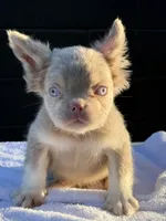Carlito , a male French Bulldog for sale in Folsom, CA – 2 of 8
