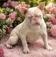 Cheeto , a male French Bulldog for sale in Folsom, CA – 10 of 10