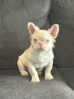 PINK POOKIE, a male French Bulldog for sale in Folsom, CA – 9 of 10