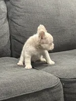 Pink Princess, a female French Bulldog for sale in Folsom, CA – 5 of 10