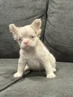 Pink Princess, a female French Bulldog for sale in Folsom, CA – 3 of 10