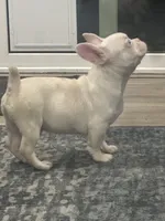 Pinkey, a male French Bulldog for sale in Folsom, CA – 7 of 10