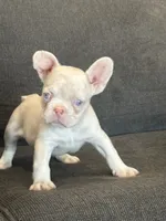Cheeto , a male French Bulldog for sale in Folsom, CA – 4 of 10