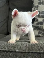 Pinkey, a male French Bulldog for sale in Folsom, CA – 6 of 9