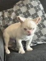 PINK POOKIE, a male French Bulldog for sale in Folsom, CA – 3 of 10