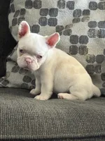 Pinkey, a male French Bulldog for sale in Folsom, CA – 5 of 9