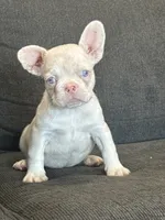 Cheeto , a male French Bulldog for sale in Folsom, CA – 6 of 10