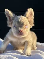 Carlito , a male French Bulldog for sale in Folsom, CA – 8 of 8