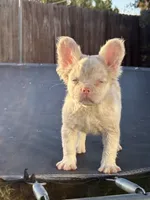 Pink Prince, a male French Bulldog for sale in Folsom, CA – 9 of 10