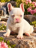 Pink Bear, a male French Bulldog for sale in Folsom, CA – 7 of 7