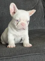 Pink Bella , a female French Bulldog for sale in Folsom, CA – 9 of 10