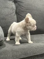 Pink Princess, a female French Bulldog for sale in Folsom, CA – 10 of 10
