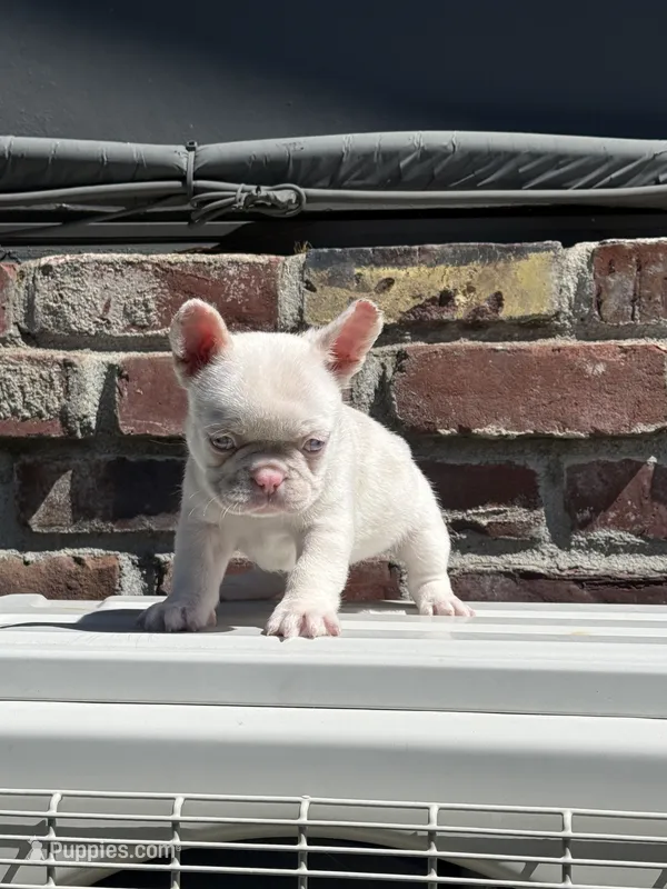 Pinkey – French Bulldog puppy for sale in Folsom, CA