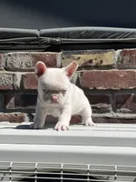 Pinkey, a male French Bulldog for sale in Folsom, CA – 1 of 9