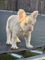 Pink Prince, a male French Bulldog for sale in Folsom, CA – 8 of 10