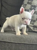 Pinkey, a male French Bulldog for sale in Folsom, CA – 7 of 9