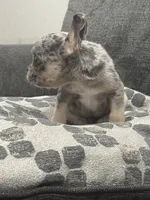 Gumball, a male French Bulldog for sale in Folsom, CA – 10 of 10