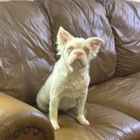 Ropey, a female French Bulldog for sale in Folsom, CA – Photo 4 of 6