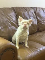 Ropey, a female French Bulldog for sale in Folsom, CA – Photo 4 of 6