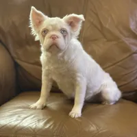 Ropey, a female French Bulldog for sale in Folsom, CA – Photo 6 of 6