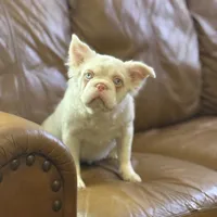 Ropey, a female French Bulldog for sale in Folsom, CA – Photo 3 of 6