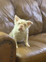 Ropey, a female French Bulldog for sale in Folsom, CA – Photo 3 of 6