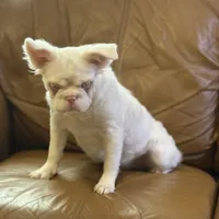 Ropey, a female French Bulldog for sale in Folsom, CA – Photo 1 of 6