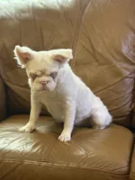 Ropey, a female French Bulldog for sale in Folsom, CA – Photo 1 of 6