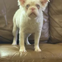 Ropey, a female French Bulldog for sale in Folsom, CA – Photo 5 of 6