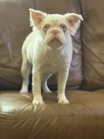 Ropey, a female French Bulldog for sale in Folsom, CA – Photo 5 of 6