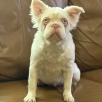 Ropey, a female French Bulldog for sale in Folsom, CA – Photo 2 of 6