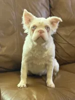 Ropey, a female French Bulldog for sale in Folsom, CA – Photo 2 of 6