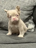 Carlito , a male French Bulldog for sale in Folsom, CA – 2 of 10