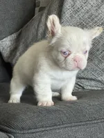 Pink Polka, a female French Bulldog for sale in Folsom, CA – 7 of 10