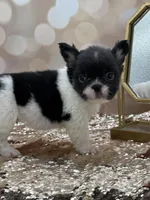 Peppy, a female French Bulldog for sale in Folsom, CA – Photo 3 of 10