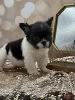 Peppy, a female French Bulldog for sale in Folsom, CA – Photo 10 of 10