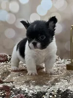 Peppy, a female French Bulldog for sale in Folsom, CA – Photo 8 of 10