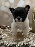 Peppy, a female French Bulldog for sale in Folsom, CA – Photo 1 of 10