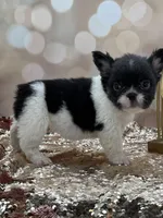 Peppy, a female French Bulldog for sale in Folsom, CA – Photo 2 of 10