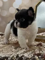 Peppy, a female French Bulldog for sale in Folsom, CA – Photo 5 of 10