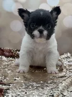 Peppy, a female French Bulldog for sale in Folsom, CA – Photo 6 of 10