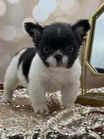 Peppy, a female French Bulldog for sale in Folsom, CA – Photo 9 of 10