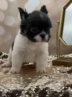 Peppy, a female French Bulldog for sale in Folsom, CA – Photo 4 of 10