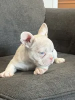 Cheeto , a male French Bulldog for sale in Folsom, CA – 2 of 10