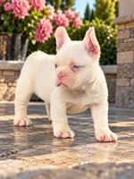 Pink Bear, a male French Bulldog for sale in Folsom, CA – 3 of 7