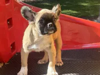 Butter, a female French Bulldog for sale in Folsom, CA – Photo 3 of 3