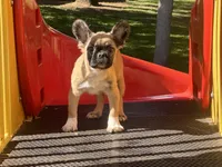 Butter, a female French Bulldog for sale in Folsom, CA – Photo 1 of 3