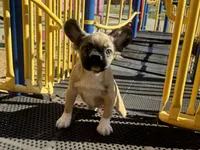 Butter, a female French Bulldog for sale in Folsom, CA – Photo 2 of 3