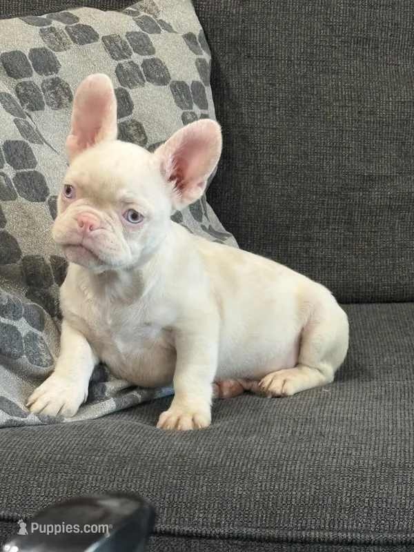 Pinkey – French Bulldog puppy for sale in Folsom, CA