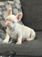 Pinkey, a male French Bulldog for sale in Folsom, CA – 1 of 10